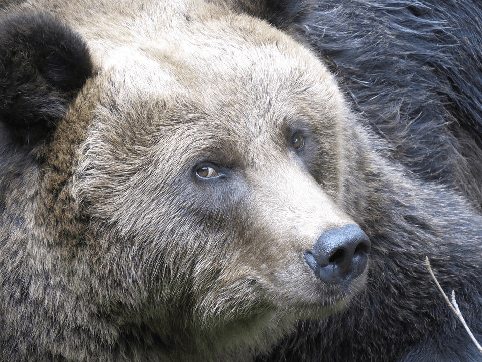 ¿Son peligrosos los osos grizzly? (¡Sí! 4 razones principales por las cuales son peligrosos) - 3 - agosto 30, 2022