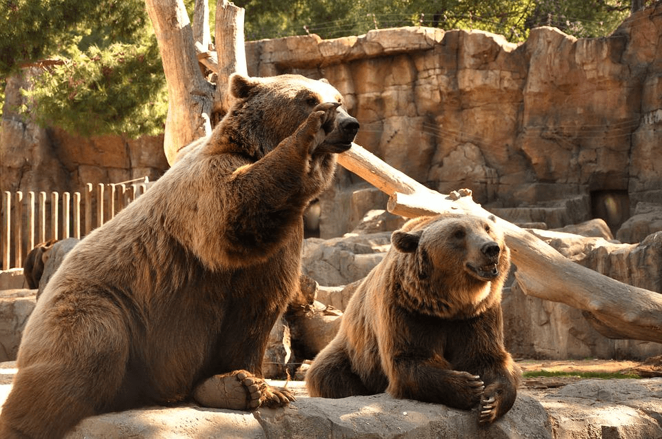 ¿Son peligrosos los osos grizzly? (¡Sí! 4 razones principales por las cuales son peligrosos) - 9 - agosto 30, 2022