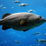 7 peces increíbles con labios grandes (con fotos)