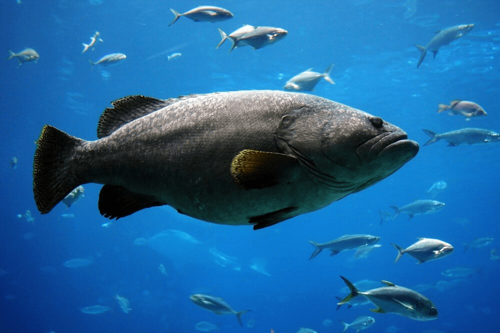 7 peces increíbles con labios grandes (con fotos) - 3 - agosto 1, 2022