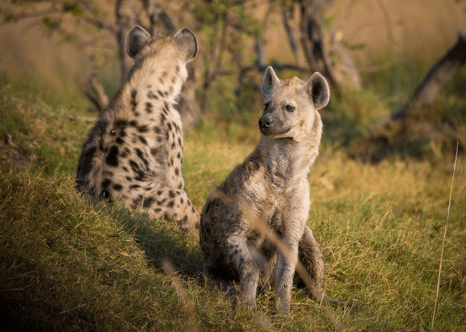 ¿Las hienas comen leones? - 3 - agosto 30, 2022