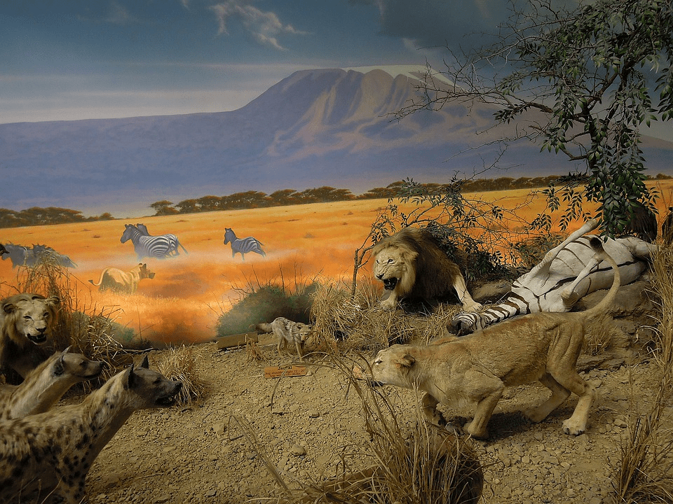 ¿Las hienas comen leones? - 7 - agosto 30, 2022