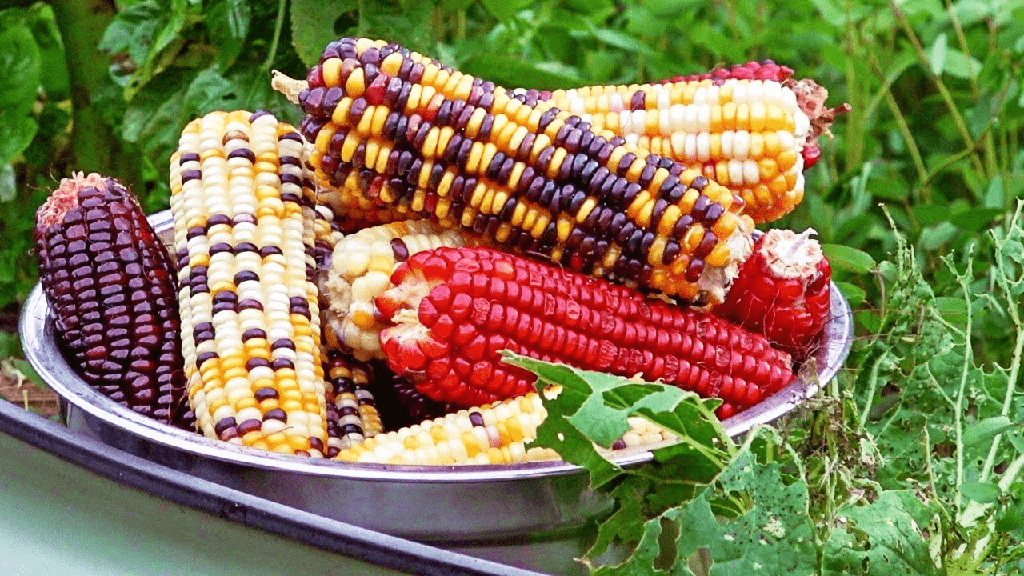 Grow Edible Rainbow Corn - 165 - octubre 4, 2022