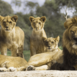 ¿Cómo se llama un grupo de leones? (Respondido y explicado)