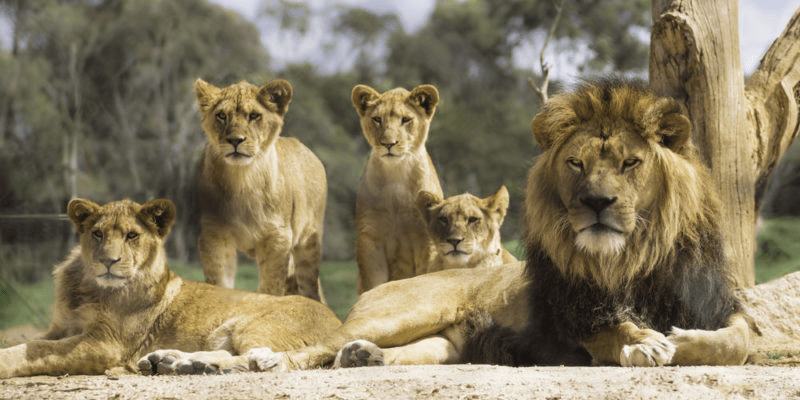 ¿Cómo se llama un grupo de leones? (Respondido y explicado) - 3 - agosto 4, 2022