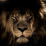 ¿Qué tan fuertes son los leones? Fuerza del león explicada