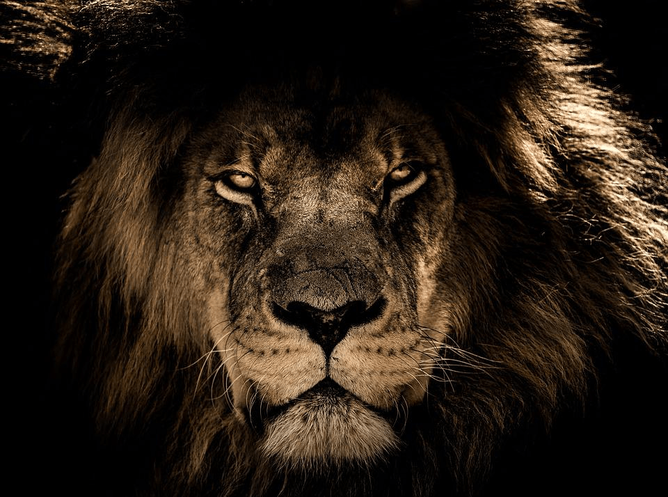 ¿Qué tan fuertes son los leones? Fuerza del león explicada - 3 - agosto 31, 2022
