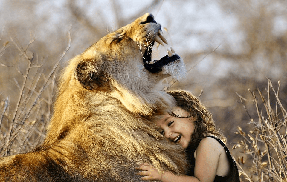 ¿Qué tan fuertes son los leones? Fuerza del león explicada - 7 - agosto 31, 2022
