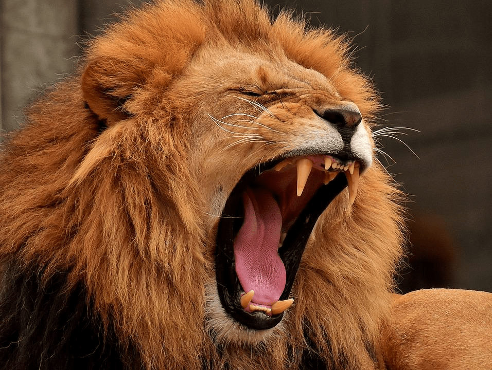 ¿Qué tan fuertes son los leones? Fuerza del león explicada - 9 - agosto 31, 2022
