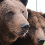 Lista de 8 especies de osos más fuertes del mundo