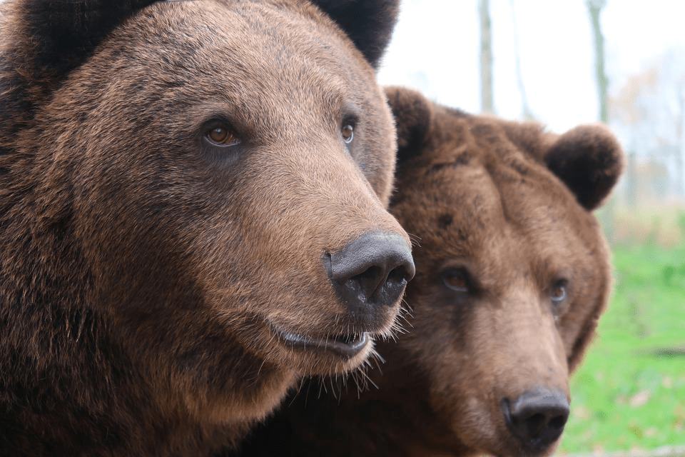 Lista de 8 especies de osos más fuertes del mundo - 3 - agosto 31, 2022