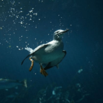 13 Aves de buceo de agua increíbles (con fotos)