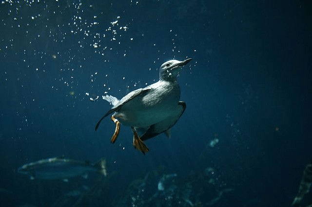 13 Aves de buceo de agua increíbles (con fotos) - 3 - agosto 11, 2022