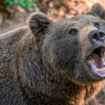 ¿Los osos comen humanos? 3 razones por las que los osos atacan a los humanos