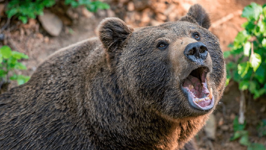 ¿Los osos comen humanos? 3 razones por las que los osos atacan a los humanos - 3 - agosto 12, 2022