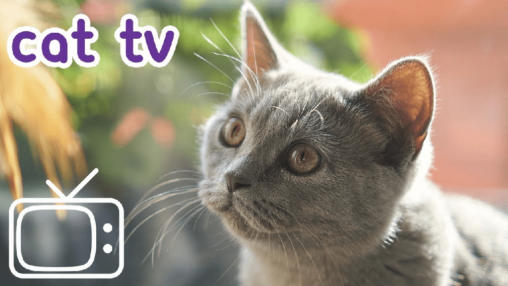 Amazon Prime tiene 'Cat TV' gratuito para entretener a las mascotas - 3 - agosto 12, 2022