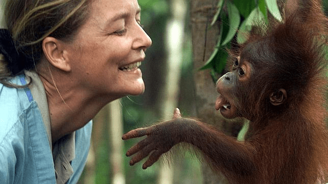 ¿Qué tan fuertes son los orangutanes? - 7 - agosto 12, 2022