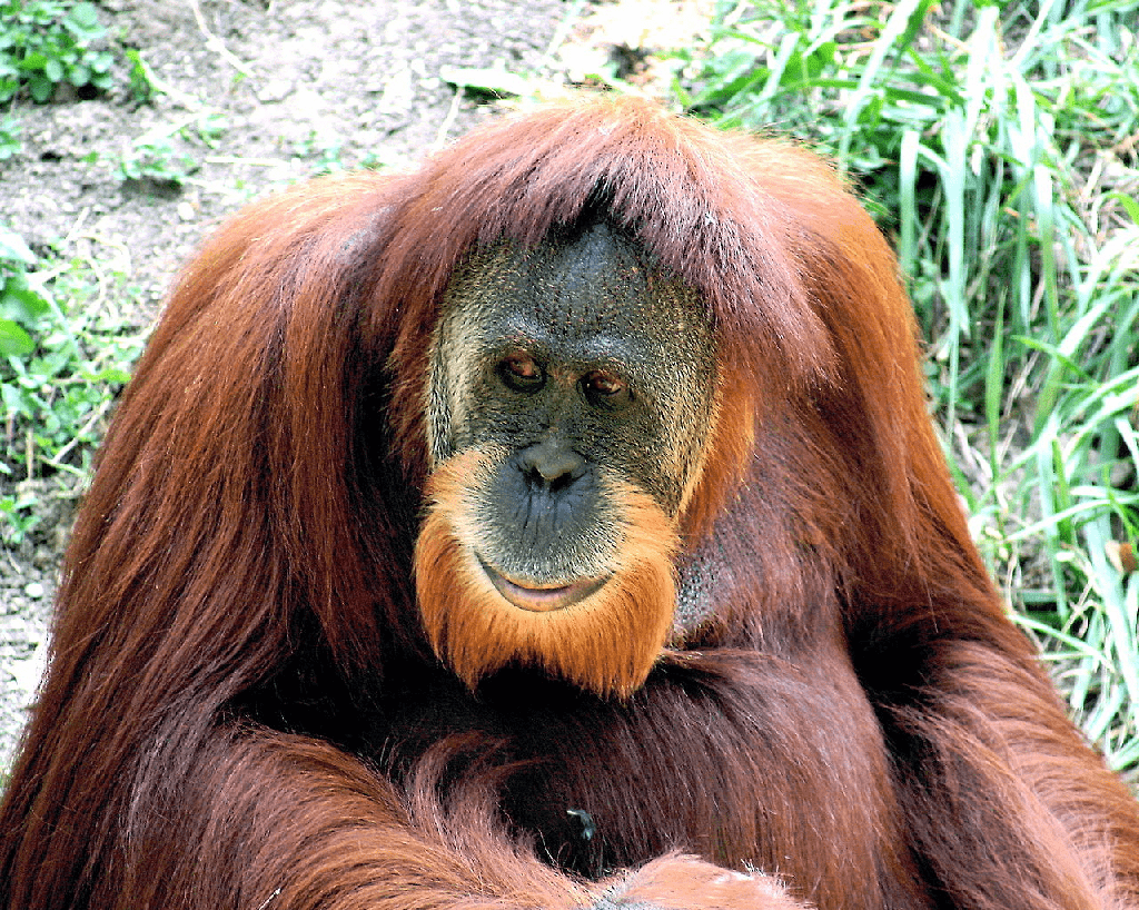 ¿Qué tan fuertes son los orangutanes? - 3 - agosto 12, 2022