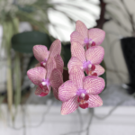 Formas fáciles de mantener vivas a sus orquídeas