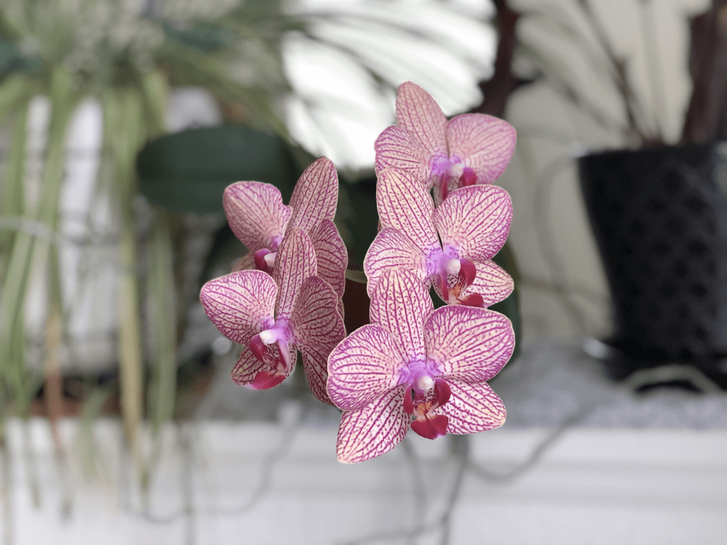 Formas fáciles de mantener vivas a sus orquídeas - 1 - agosto 14, 2022