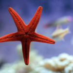 ¿Son peligrosos las estrellas de mar? ¿Puedes tocar una estrella de mar?