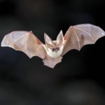 ¿Son los murciélagos carnívoros, herbívoros u omnívoros?