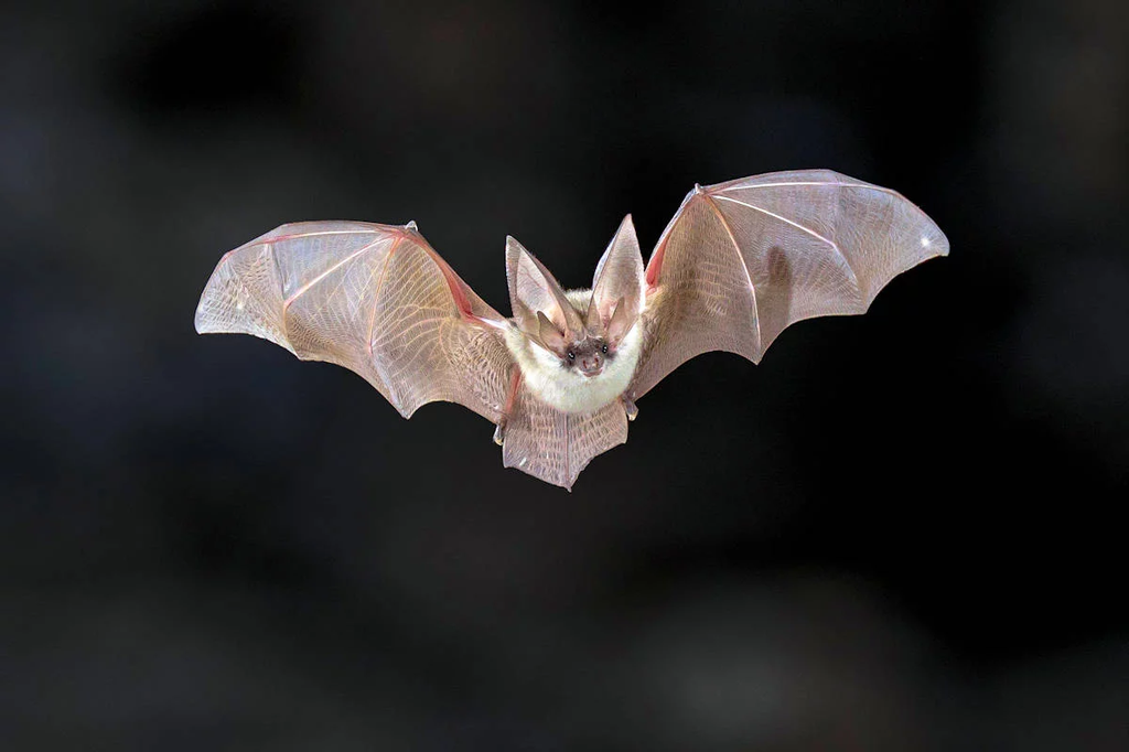¿Son los murciélagos carnívoros, herbívoros u omnívoros? - 3 - septiembre 21, 2022