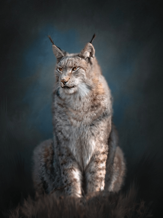 ¿Lynx es peligroso? ¿Lynx ataca a los humanos? - 3 - septiembre 21, 2022
