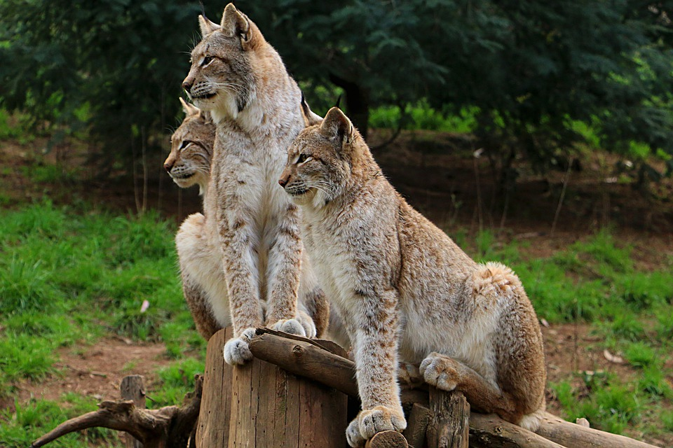 ¿Lynx es peligroso? ¿Lynx ataca a los humanos? - 7 - septiembre 21, 2022