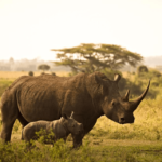 ¿Son peligrosos los rinocerontes? ¿Los rinocerontes comen personas?