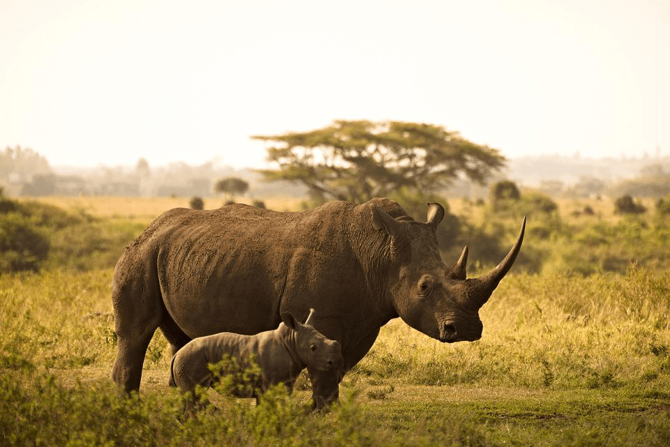 ¿Son peligrosos los rinocerontes? ¿Los rinocerontes comen personas? - 3 - septiembre 22, 2022