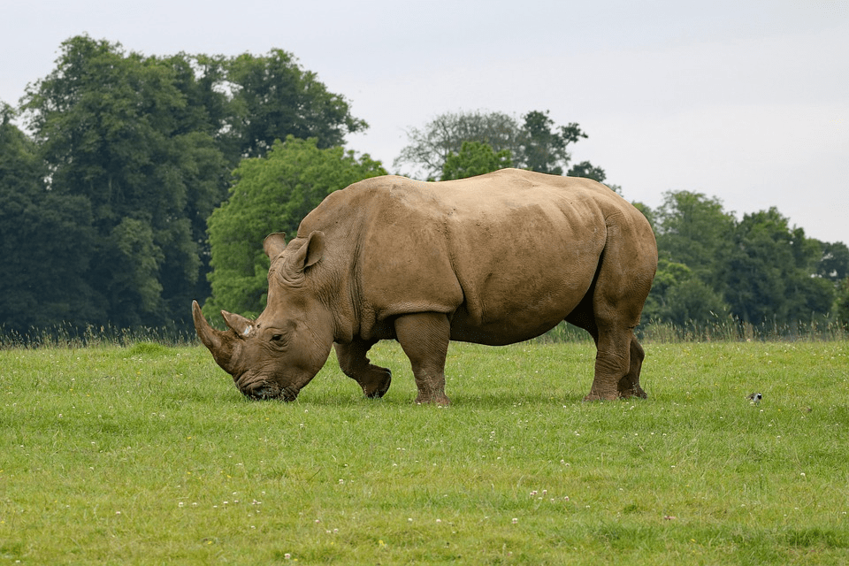 ¿Son peligrosos los rinocerontes? ¿Los rinocerontes comen personas? - 7 - septiembre 22, 2022