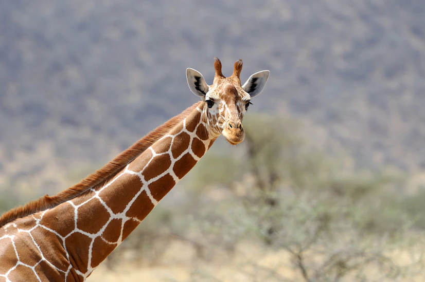 ¿Son peligrosas las jirafas? ¿Giraffes atacan a los humanos? - 1 - septiembre 23, 2022
