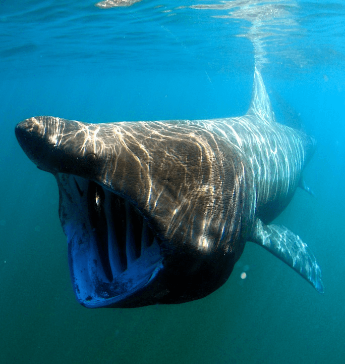 ¿Son peligrosos los tiburones peregrinos? (¡No es lo que piensas!) - 3 - septiembre 23, 2022