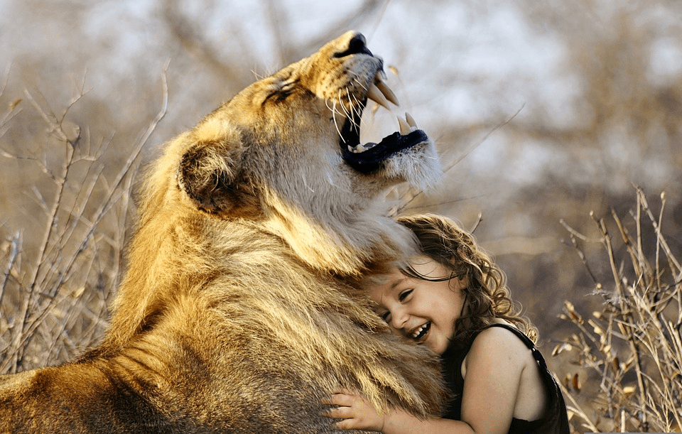 ¿Son los leones amigables? ¿Le dan miedo los leones a los humanos? - 3 - septiembre 23, 2022