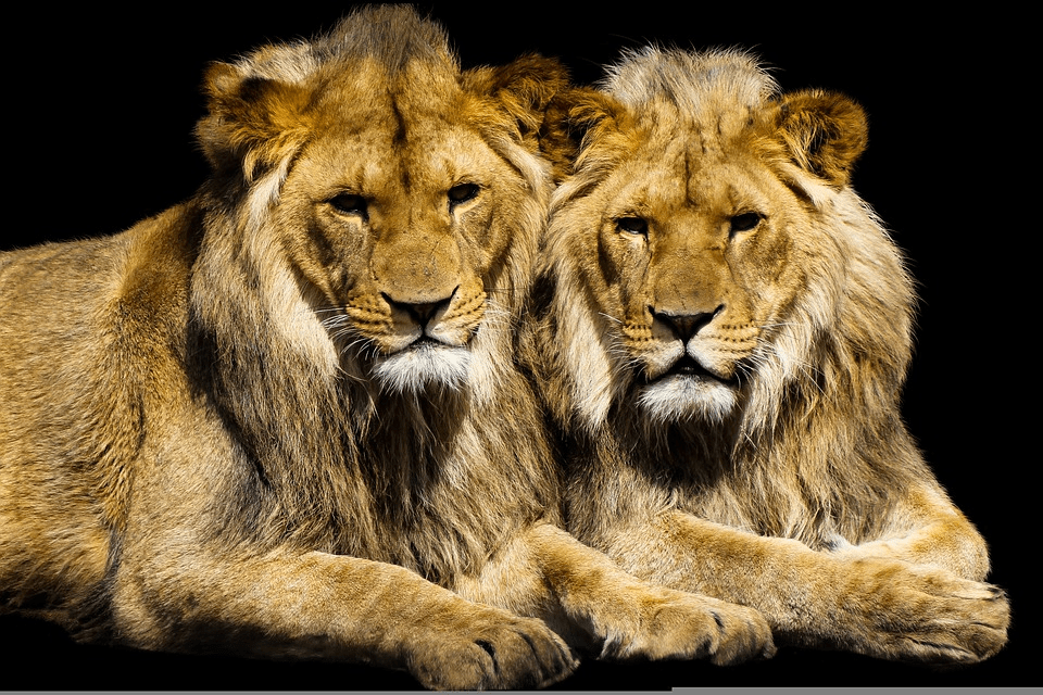 ¿Son los leones amigables? ¿Le dan miedo los leones a los humanos? - 7 - septiembre 23, 2022