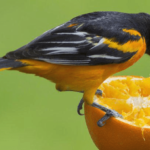 ¿Qué animales comen naranjas? (7 ejemplos con imágenes)