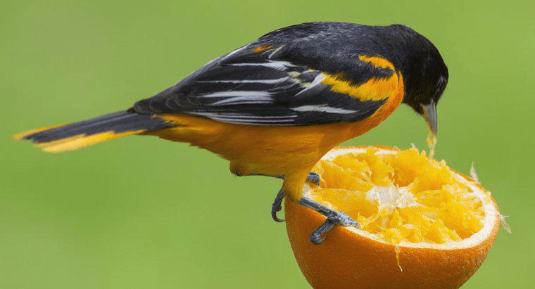 ¿Qué animales comen naranjas? (7 ejemplos con imágenes) - 3 - septiembre 24, 2022