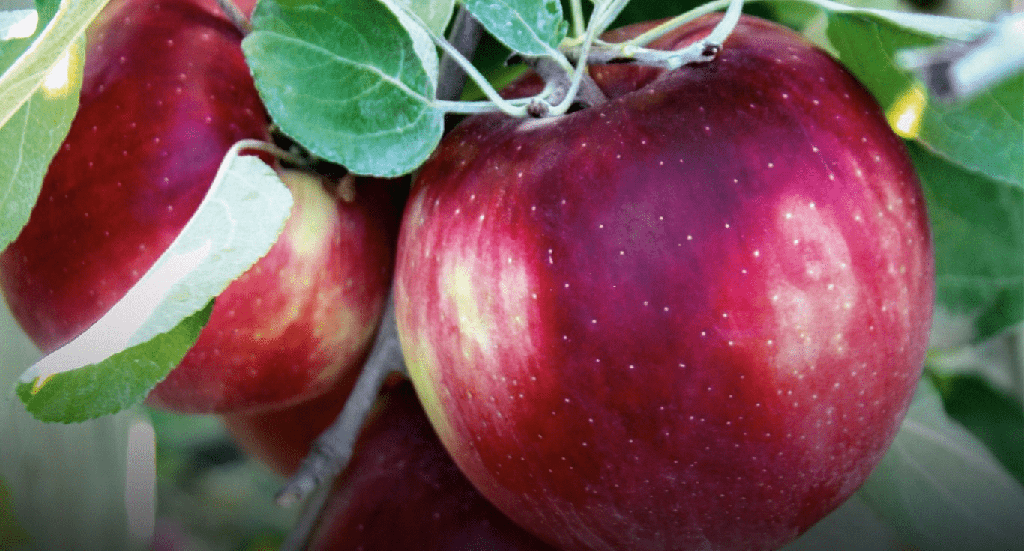 ¿Por qué las manzanas HoneyCrisp son tan caras? - 201 - octubre 6, 2022