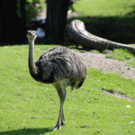 ¿Puedes montar una emu? [¡Probablemente no! He aquí por qué]