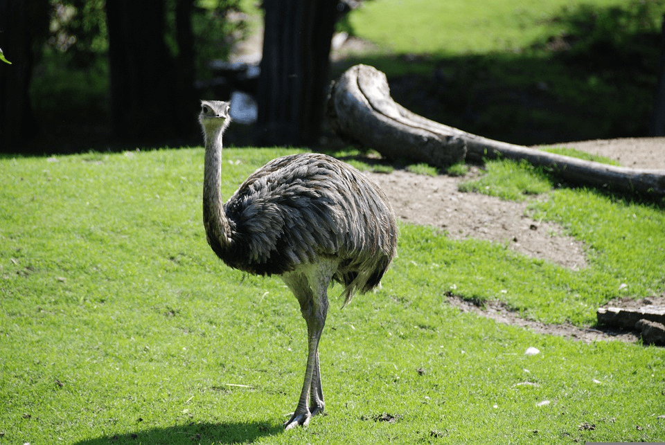 ¿Puedes montar una emu? [¡Probablemente no! He aquí por qué] - 1 - septiembre 24, 2022