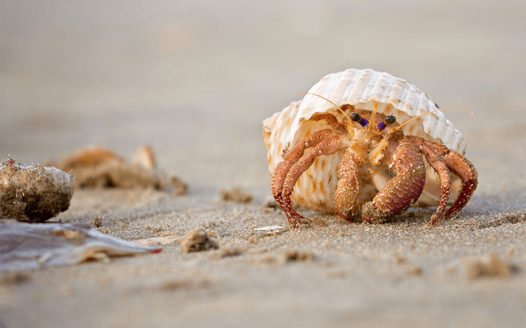 11 Animales marinos con conchas (y hechos divertidos) - 3 - septiembre 5, 2022