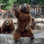 ¿Por qué los Bears Wave? (Todo lo que necesitas saber)