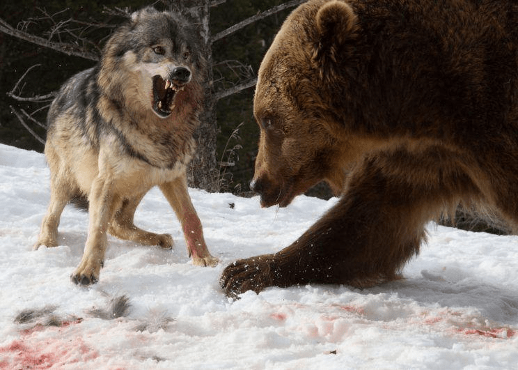 ¿Los osos comen lobos? - 7 - septiembre 26, 2022
