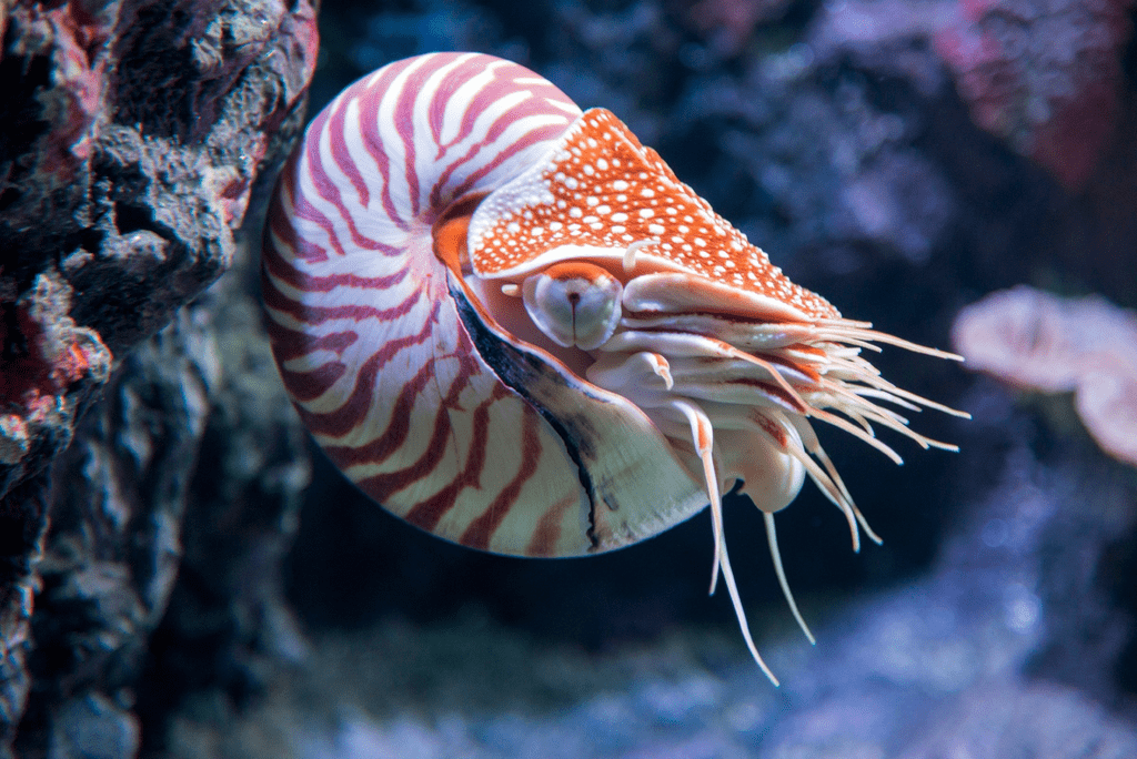11 Animales marinos con conchas (y hechos divertidos) - 21 - septiembre 5, 2022