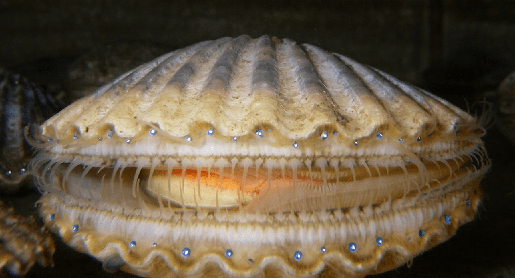 11 Animales marinos con conchas (y hechos divertidos) - 23 - septiembre 5, 2022