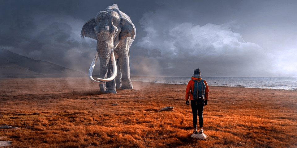 ¿Son peligrosos los elefantes para los humanos? (¡Explicado!) - 57 - octubre 5, 2022