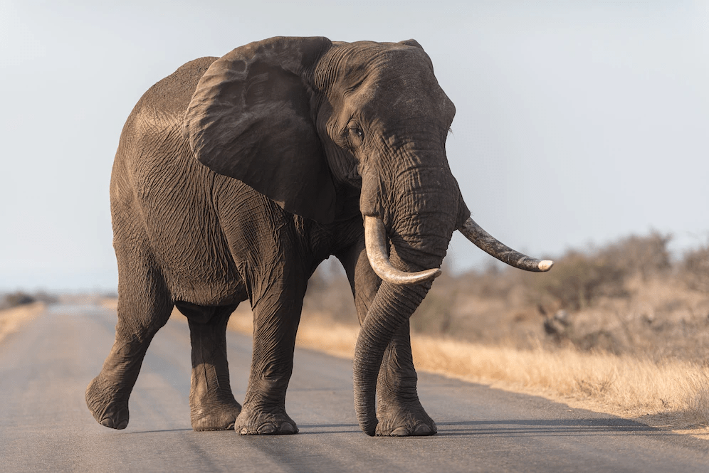 ¿Son peligrosos los elefantes para los humanos? (¡Explicado!) - 7 - septiembre 28, 2022