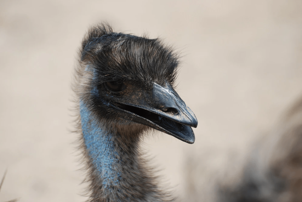 ¿Son peligrosos Emus? - 3 - septiembre 1, 2022