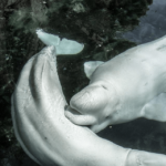 ¿Son amigables o peligrosas las ballenas beluga? (Explicado)